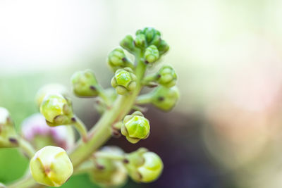 Close-up of green plant