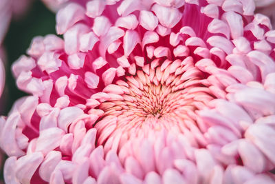 Close-up of pink dahlia