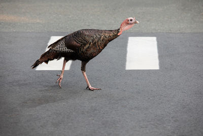 Side view of a bird walking on the road