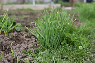 Close-up of plant growing on field