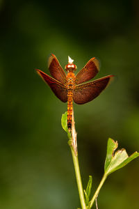 Close-up of dragonfly on plant