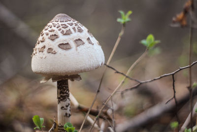Close-up of mushrooms growing on land