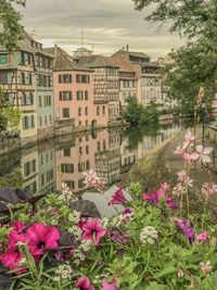 Pink flowering plants and buildings against sky