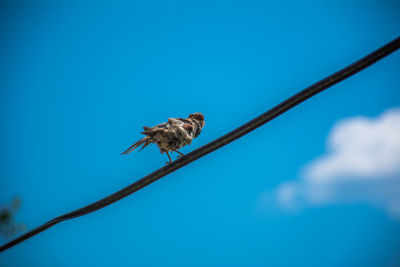 Low angle view of bird perching against clear blue sky