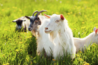 Sheep in a field