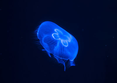 Close-up of jellyfish swimming in sea