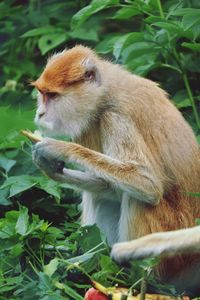 Close-up of monkey sitting on rock