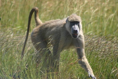 View of an animal on field