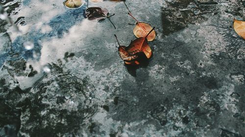 High angle view of turtle in water