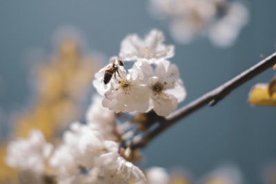 Low angle view of cherry blossoms against sky