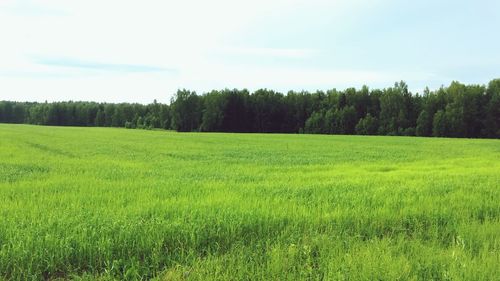 Scenic view of rice field against sky