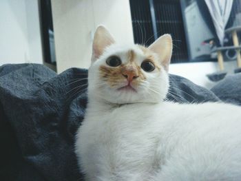 Close-up portrait of cat sitting on sofa at home