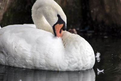 Close-up of swan in lake