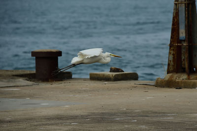 Seagull perching on wooden post in sea
