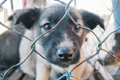 Close-up portrait of puppy in cage