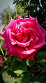 Close-up of red rose blooming outdoors