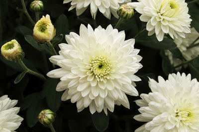 Close-up of white flowering plants