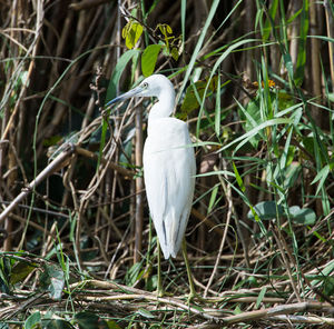 Close-up of bird perching on tree