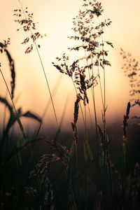 Close-up of plant against sky during sunset