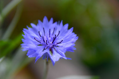 Close-up of purple flowers blooming