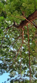 Low angle view of trees in forest