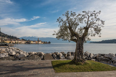 A beautiful olive tree on the lake promenade of salò