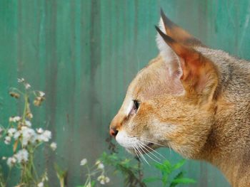 Close-up of ginger cat