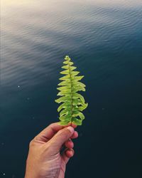 Cropped image of person holding leaves
