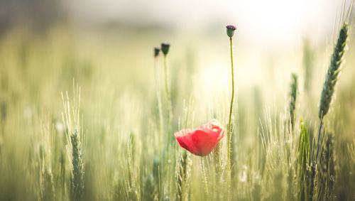 Close-up of red poppy flowers on field