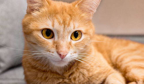 Close-up portrait of a kitten