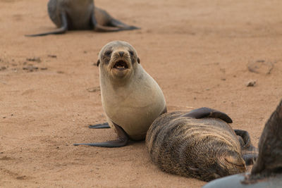 View of animal relaxing on sand