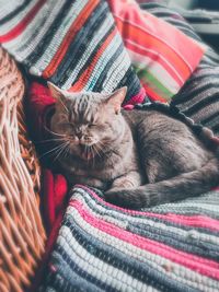 Cat sleeping while yawning on sofa at home