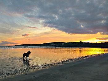 Dog on beach at sunset