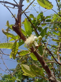 Low angle view of flowering tree against sky