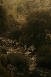 Trees in forest