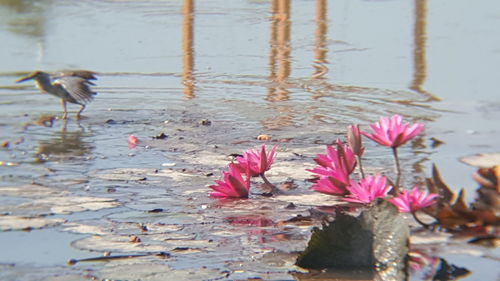 Close-up of ducks floating on water