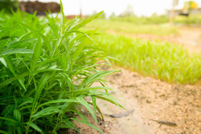 Close-up of crops growing on field