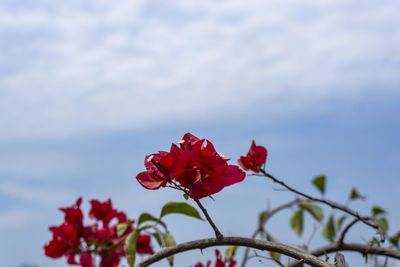 Close-up of red rose on plant