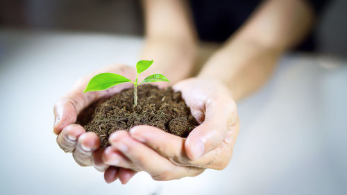 Cropped image of hands holding seedling