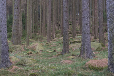 Trees in forest