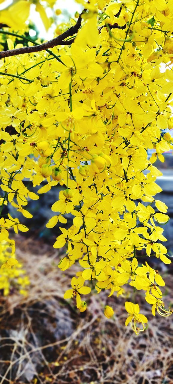 CLOSE-UP OF YELLOW FLOWERING PLANT DURING RAINY SEASON