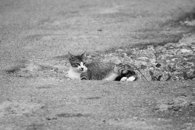 Portrait of cat relaxing on field