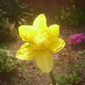 Close-up of yellow flower blooming