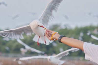 Low angle view of seagull flying against sky