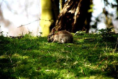 Turtle in a field