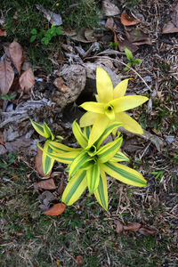 High angle view of yellow crocus field