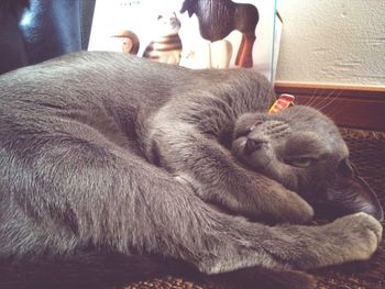 Close-up of cat sleeping