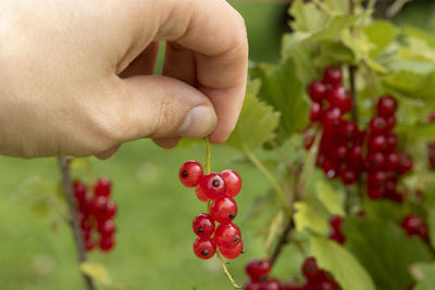 Close-up of hand holding strawberry