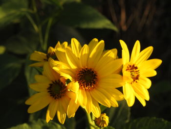 Close-up of yellow daisy blooming outdoors