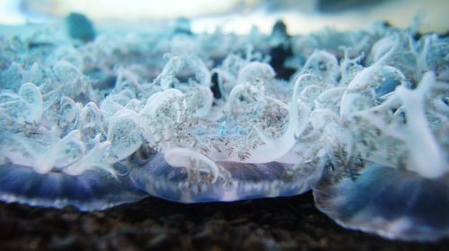 Close-up of jellyfish in sea